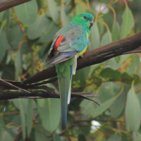 Red-rumped Parrot